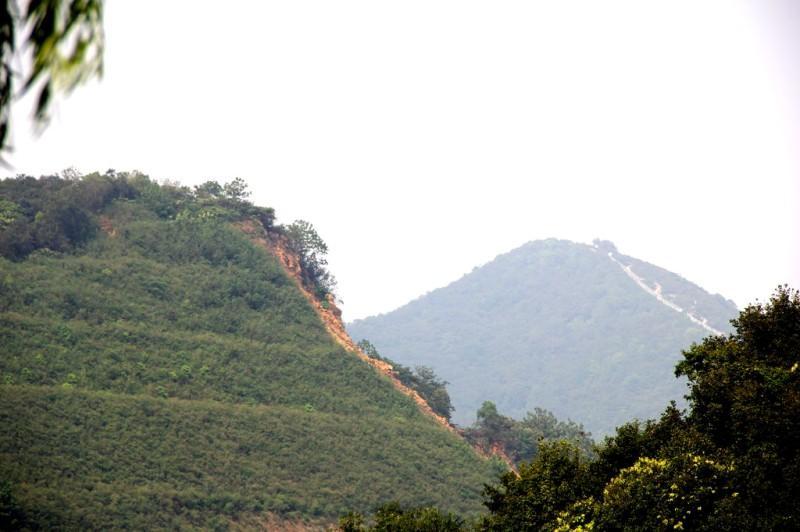 视角拆解（龙山虎山两相朝，有情才有好风光。指啥动物