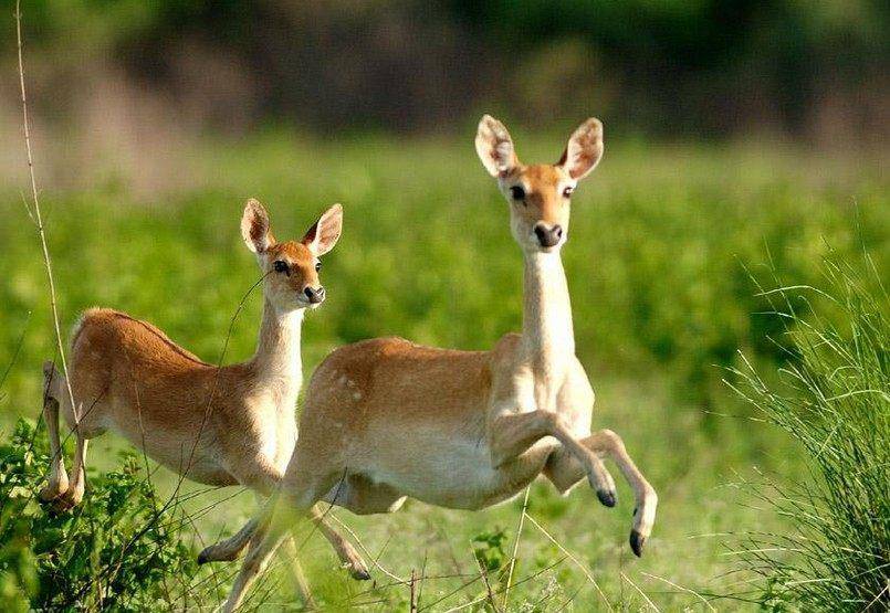 首发资讯（十七十八正少年）代表什么动物