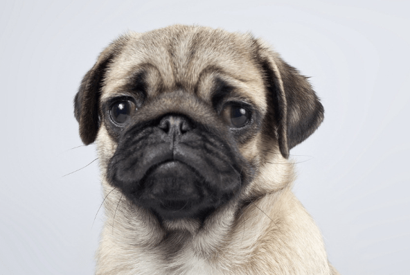 独家视点:挂名金榜代表什么动物