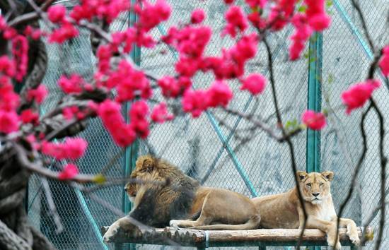 技术阐释（欲钱买花枝招展的动物）打一准确数字