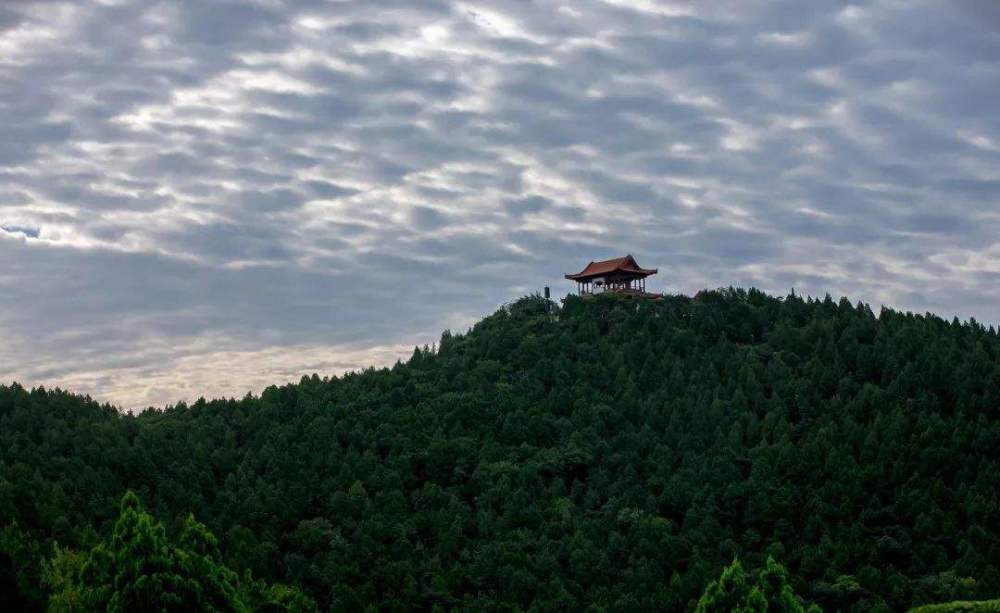 专家解析（一山也可）对应那种动物