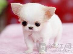 深度剖析（龙山虎山两相朝，有情才有好风光。比喻什么动物