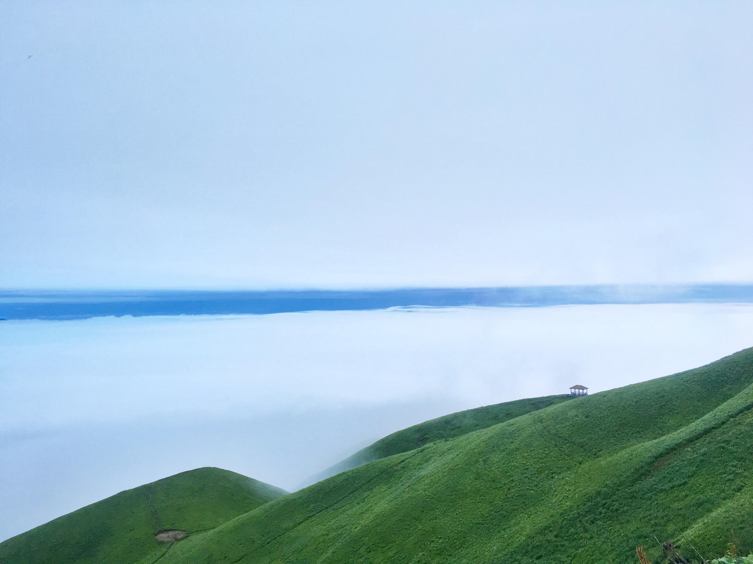 专家解析（一山也可）对应那种动物