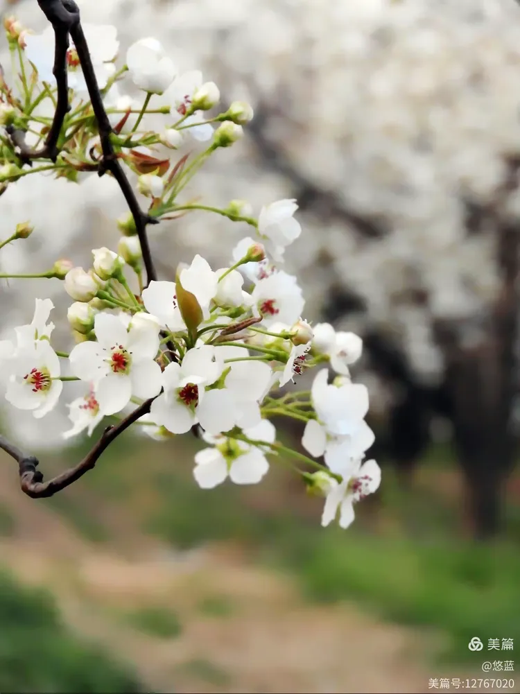 深度报道:梨花落后二清明，三五少年容易老代表什么准确生肖