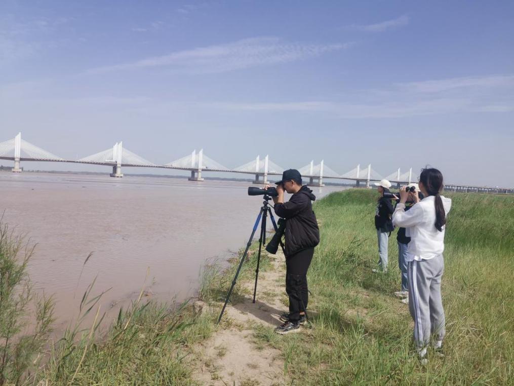 专家解析（扮猪吃虎）打一准确动物