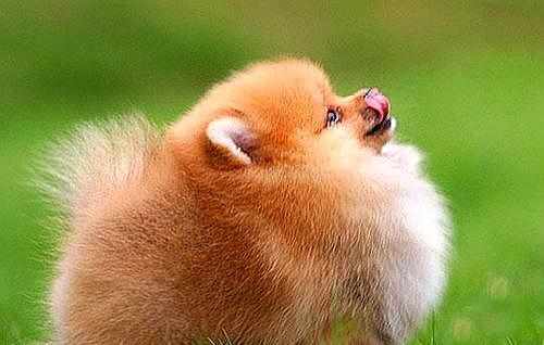 资深分析:越权附势人被迷，保驾护主看先锋本期动物