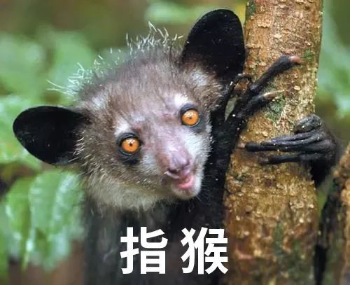 视角拆解（楊门女將）指啥动物