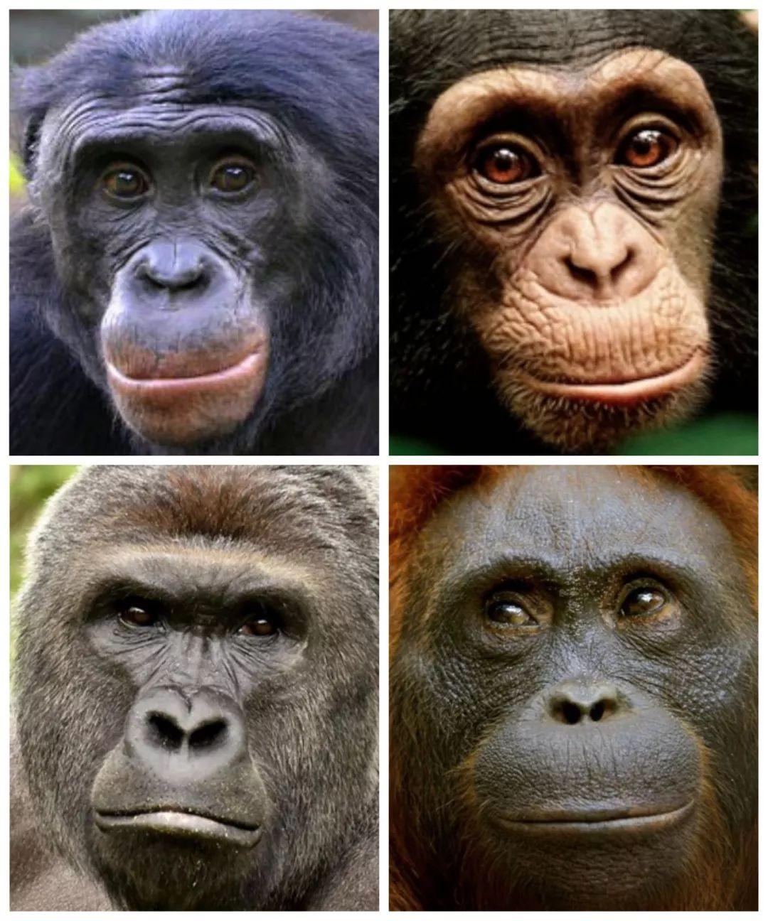 专家解析（扮猪吃虎）打一准确动物