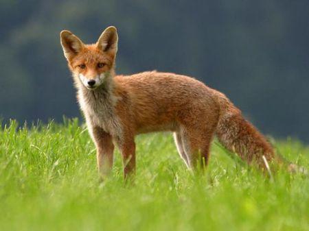 深度剖析（龙山虎山两相朝，有情才有好风光。比喻什么动物
