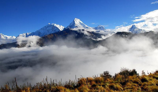 专家解析（一山也可）对应那种动物