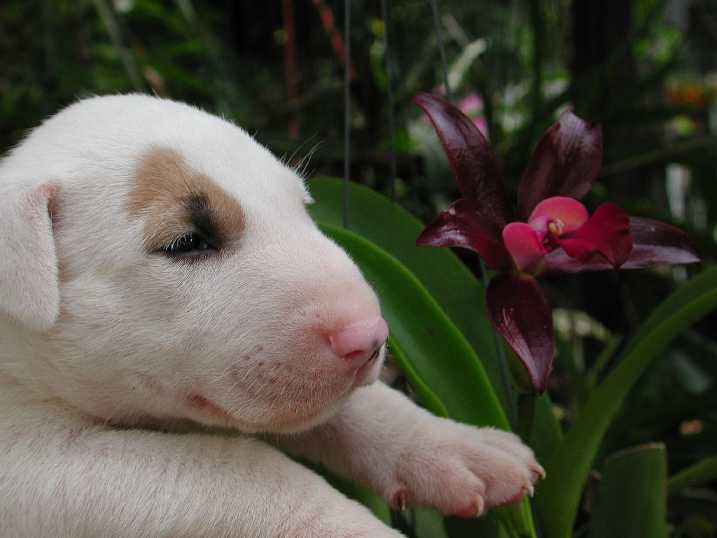 独家解读（猪狗不如）本期动物