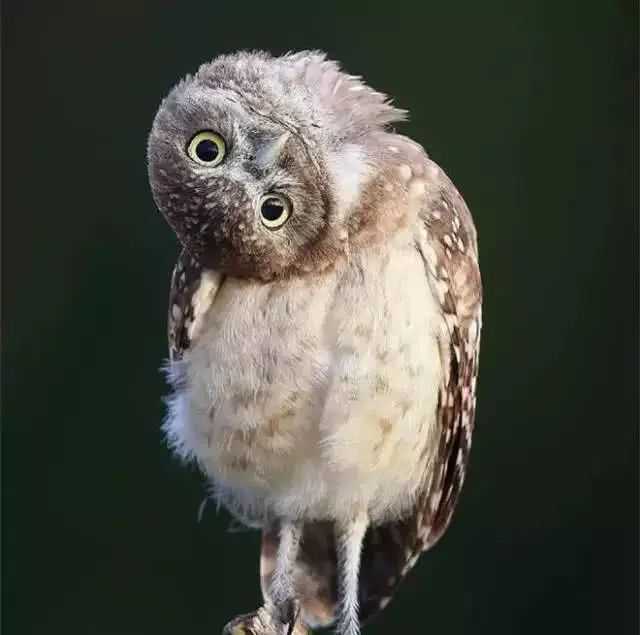 圈内揭秘（一本正经）比喻什么动物