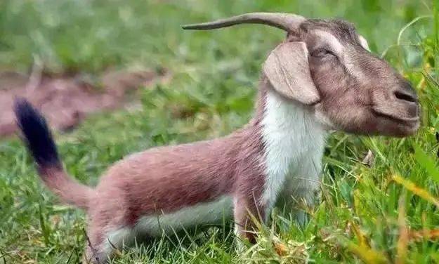 趋势研判（马上坐着食蛇客，倚香偎玉堪流连）猜一准确动物