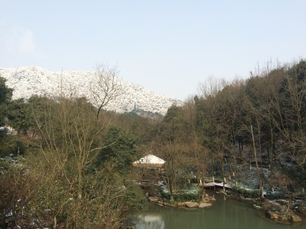 视角拆解（龙山虎山两相朝，有情才有好风光。指啥动物