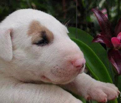 独家解读（猪狗不如）本期动物