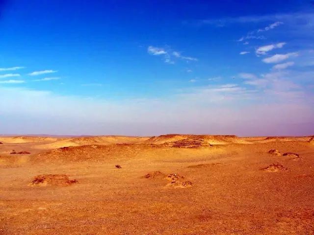 图文解析（寸草不生）打一准确动物