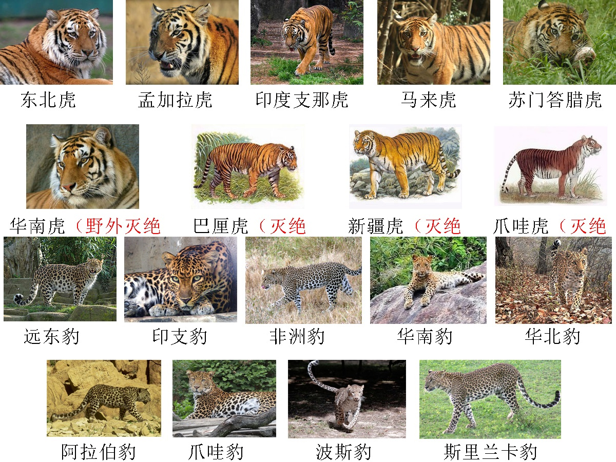 专家解析（財源广進你家門，一唱一合走天下）对应那种动物