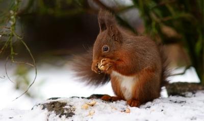 热点剖析（牛鬼蛇神）指啥动物