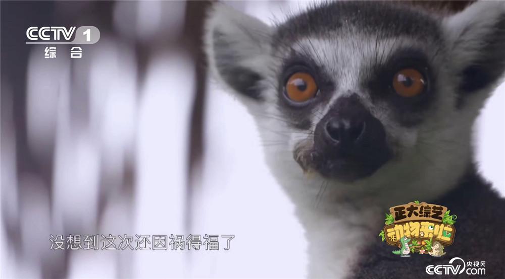 独家调查（东南西北）本期动物