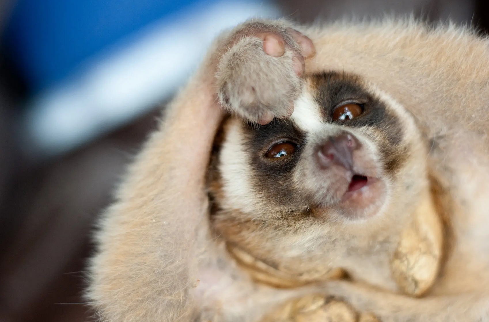 视角拆解（楊门女將）指啥动物