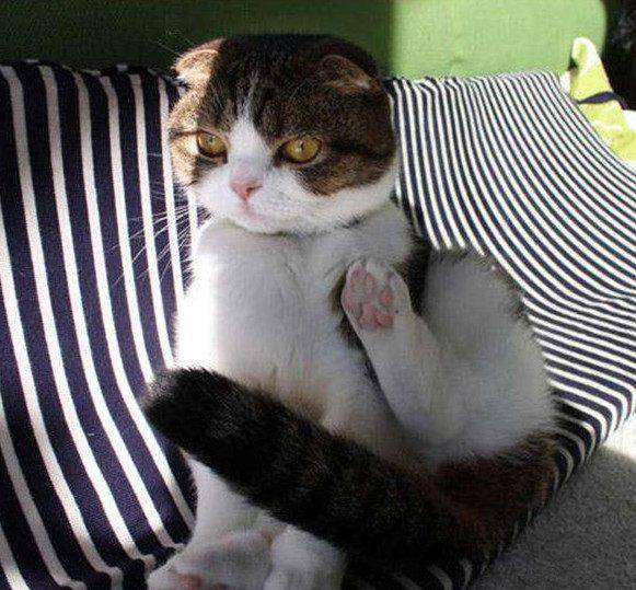 独家视点:挂名金榜代表什么动物