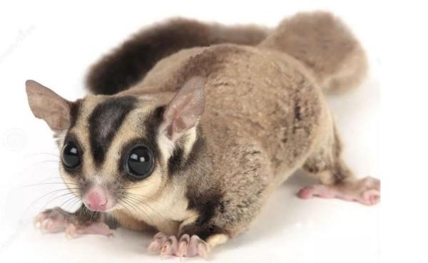 热点剖析（牛鬼蛇神）指啥动物