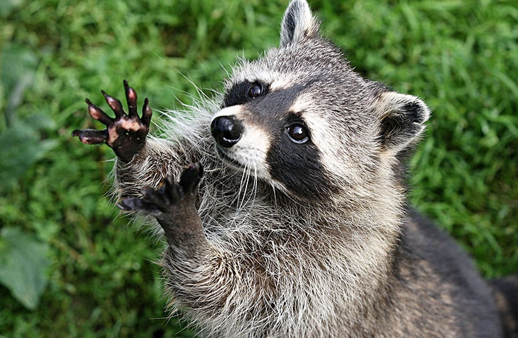 视角拆解（楊门女將）指啥动物