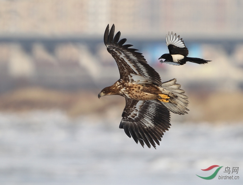 独家新闻（土木之数看好它，斗胜争飞出手高）打一动物