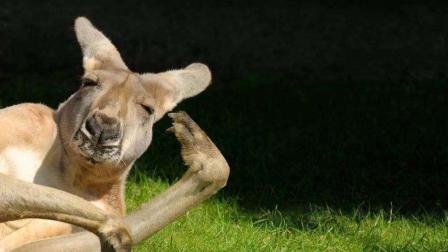 圈内揭秘（一本正经）比喻什么动物