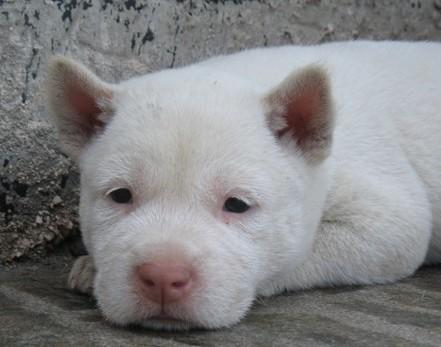 独家解读（猪狗不如）本期动物