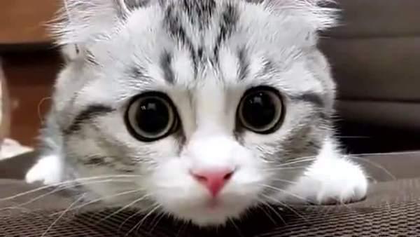 内幕披露（炯炯有神）猜动物