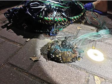 独家调查（肆意行凶势难容，阴正腊月早迎春）打一生肖