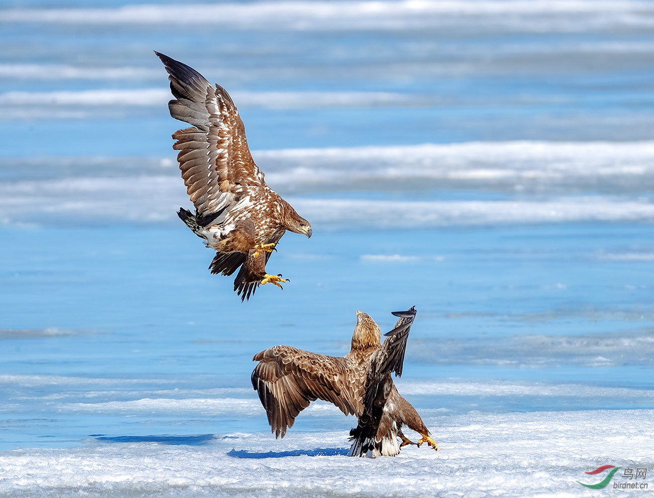 独家新闻（土木之数看好它，斗胜争飞出手高）打一动物