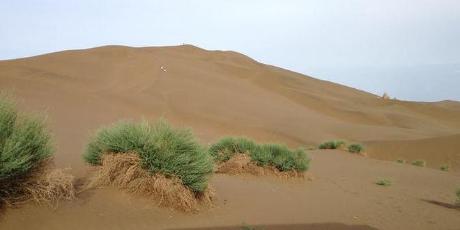图文解析（寸草不生）打一准确动物