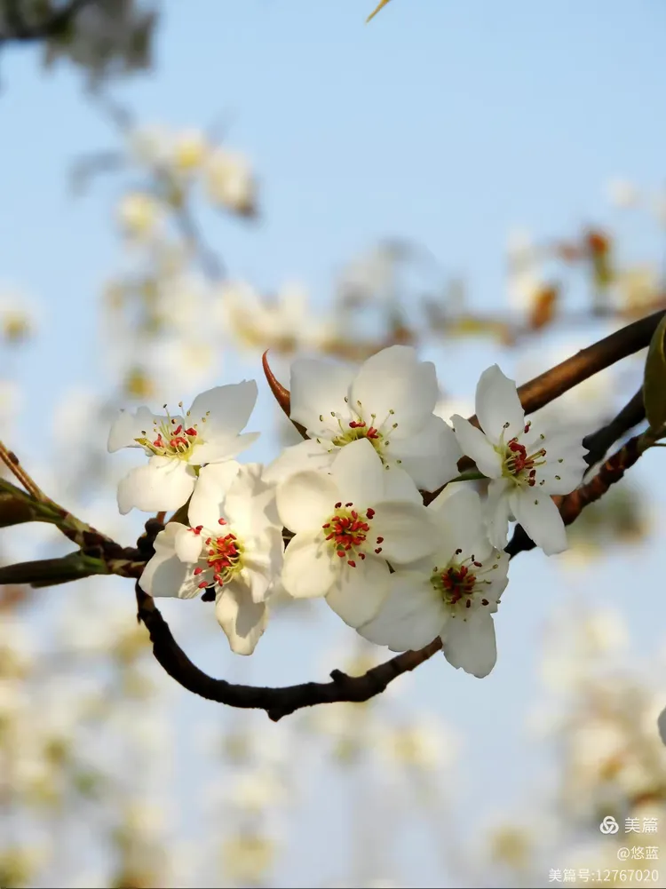 深度报道:梨花落后二清明，三五少年容易老代表什么准确生肖