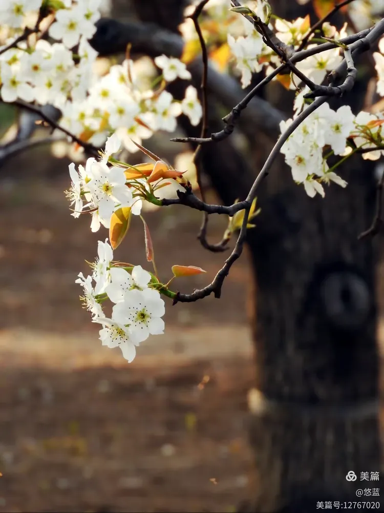 深度报道:梨花落后二清明，三五少年容易老代表什么准确生肖